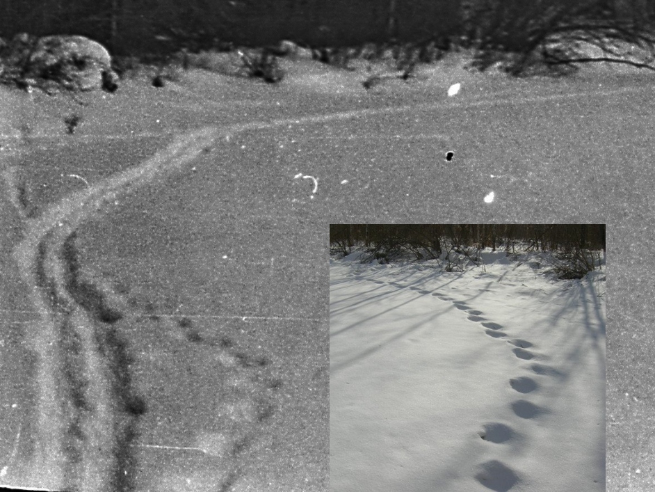 ������������� �����������