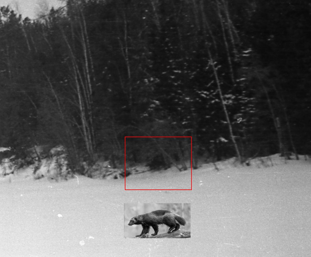 ������������� �����������