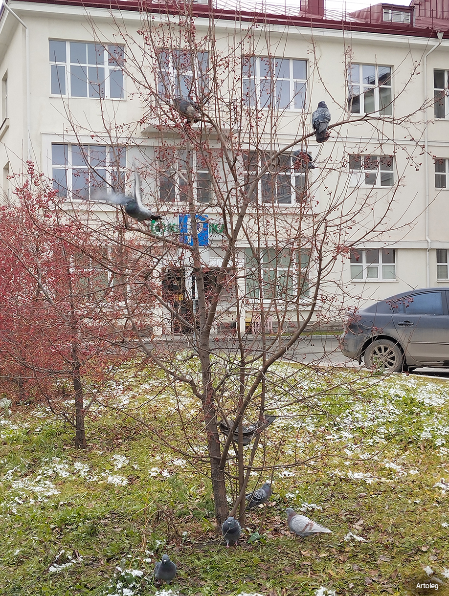 ������������� �����������