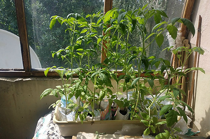 ������������� �����������